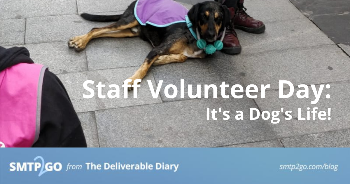 Staff Volunteer Day: It's a Dog's Life! - SMTP2GO