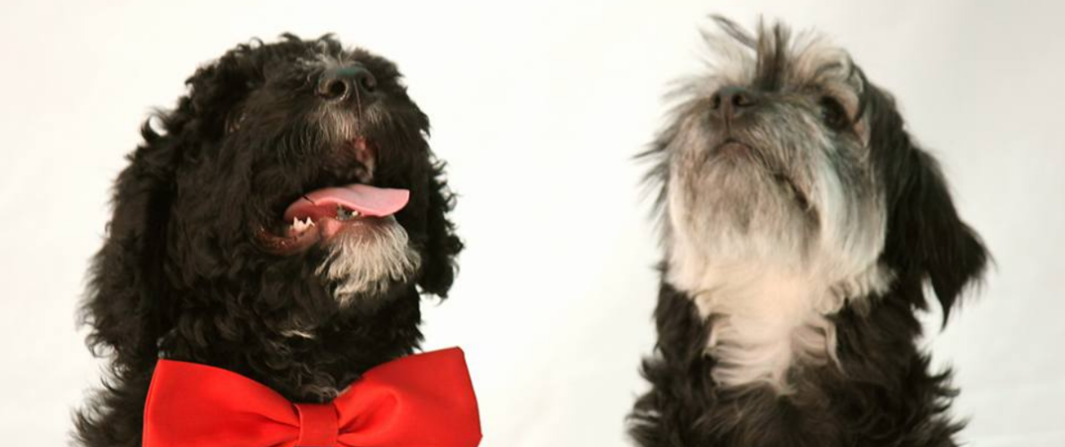 a black Spanish Water Dog puppy wearing a big red bow and a small grey dog looking up