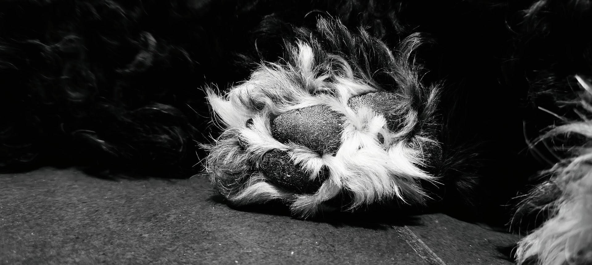 a dog's paw in black and white