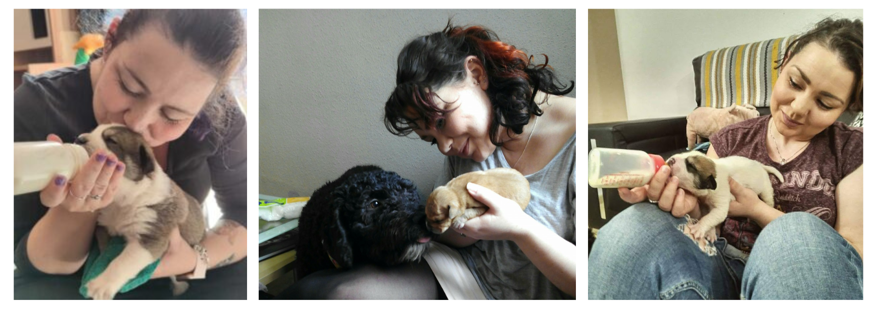 three images of a woman bottlefeeding puppies